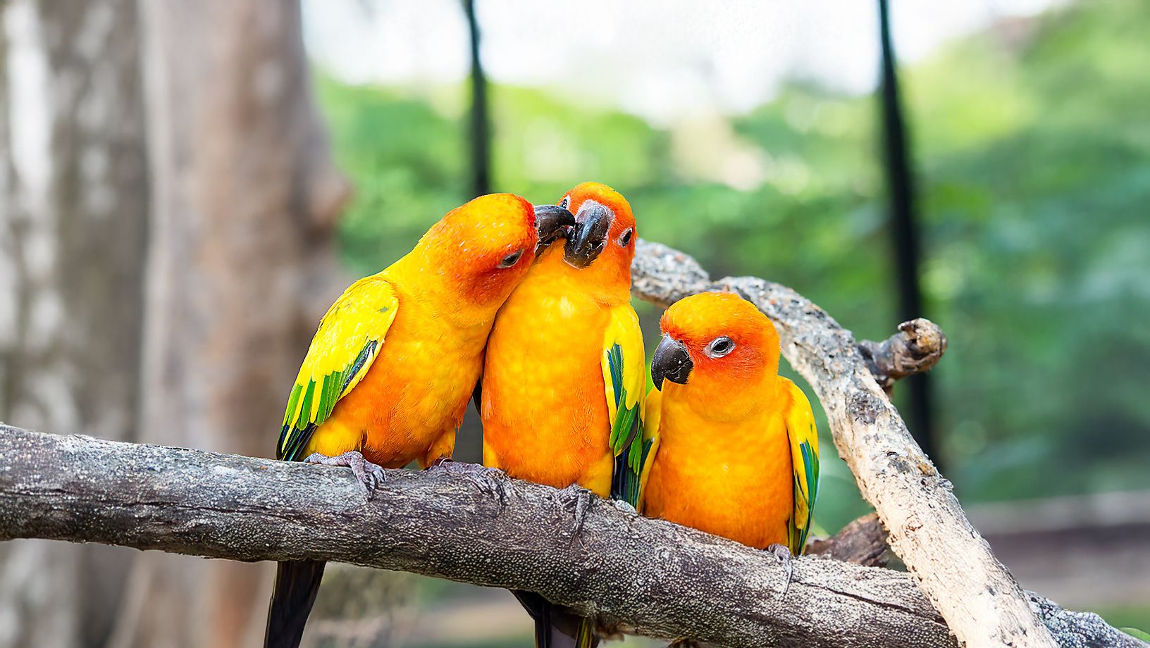 Birds
