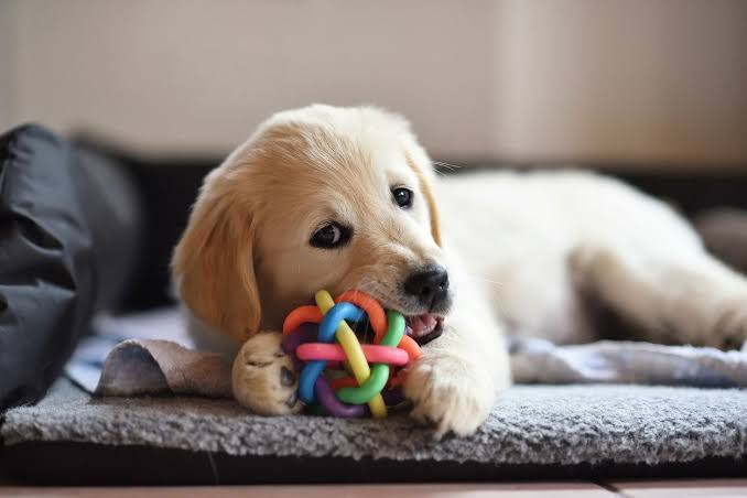 Dogs