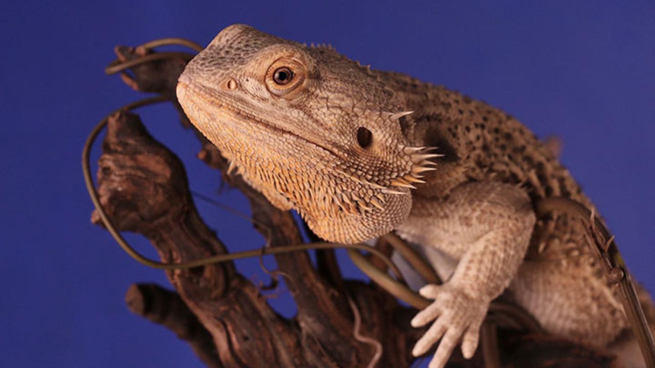 Reptiles
