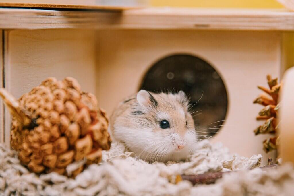 Rodents