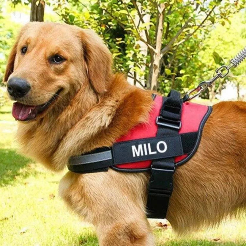 Personalized Dog Harness